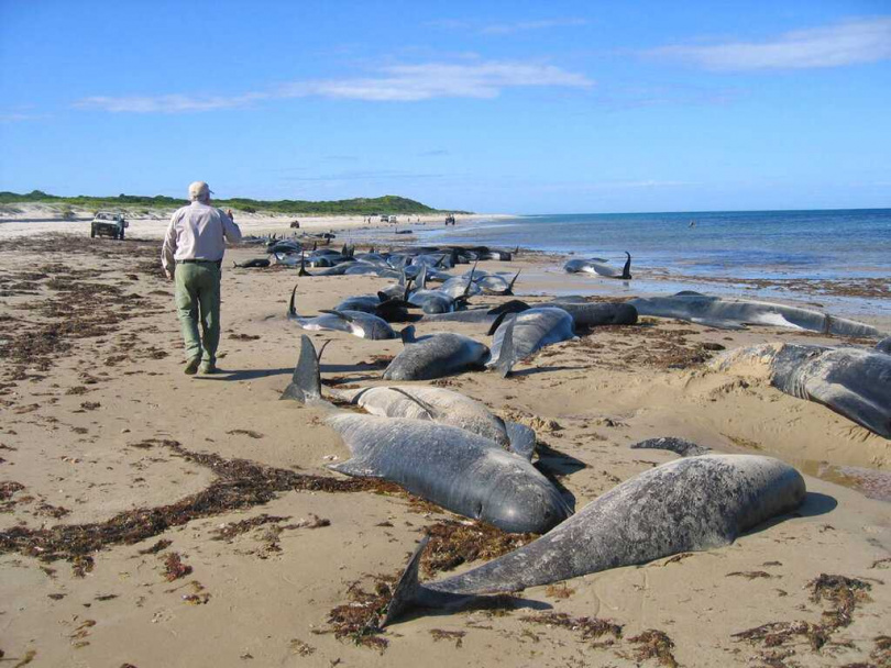 氣候變遷衝擊熱帶區域生態系統，《科學》期刊指出亞馬遜湖區過去30年平均每10年升溫0.6度，遠高於全球平均。（示意圖／達志／美聯社）