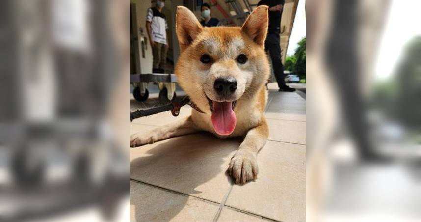 疑似非法養殖場棄養多隻柴犬，新竹縣到14日當天已帶回15隻安置。（圖／新竹縣府提供）