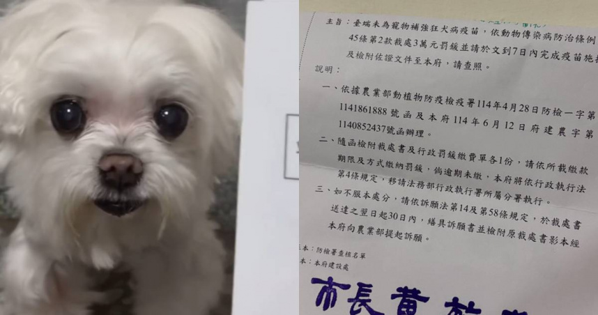 嘉義一名女子表示，自己收到市府通知函，指控她飼養的馬爾濟斯犬已兩年未施打狂犬病疫苗將被開罰3萬元。（圖／翻攝@aqweeappo Threads）