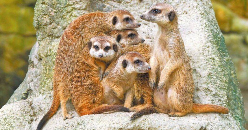 圖為狐獴，天冷時會抱在一起取暖。（圖／翻攝畫面）