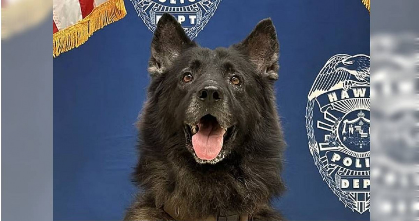 夏威夷一隻6歲半的緝毒警犬最近被留在警車內，活活熱死。（圖／翻攝自夏威夷警察局官網）