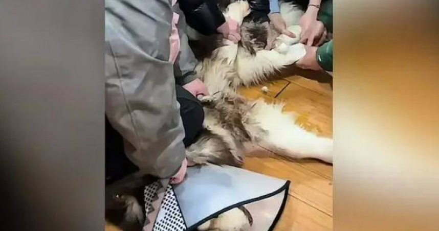 大陸江蘇省一名女子近日因家中飼養的阿拉斯加犬多次傷人，最終決定為愛犬進行安樂死。（圖／翻攝自微博）