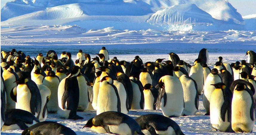 皇帝企鵝為現存體型最大企鵝物種，現因氣候變遷被列為瀕危，成為極地生態警訊指標。（示意圖／Pixabay）