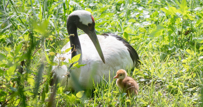 丹頂鶴育雛，園方呼籲遊客觀察時務必保持安靜。（圖／臺北市立動物園提供）
