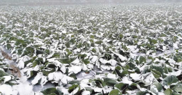 寒流襲台傳農損!山區蔬菜霜雪覆蓋凍傷、700隻鵝集體死亡