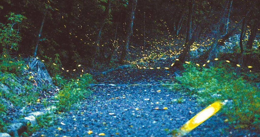 奧萬大園區共5條河流穿越匯集，是孕育螢火蟲的搖籃，螢火蟲季4月登場，螢光點綴整片森林。（圖／林保署南投分署提供／中國時報楊靜茹南投傳真）