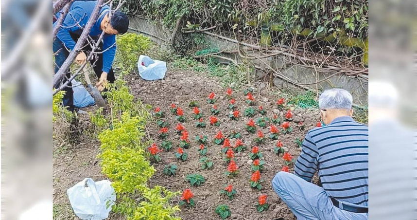 新北市泰山區有條近800公尺的「黎明步道花園」，近期繡球花綻放，成為當地熱門景點，平日由里長施呈林和71位志工一同照顧。（圖／施呈林提供／中國時報李育嫺新北傳真）
