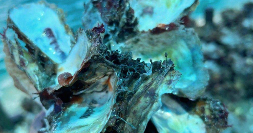 澎湖養殖牡蠣今年也不明原因空殼率較往年偏高許多，懷疑也與水溫變化偏高有關。（圖／養殖業者提供）