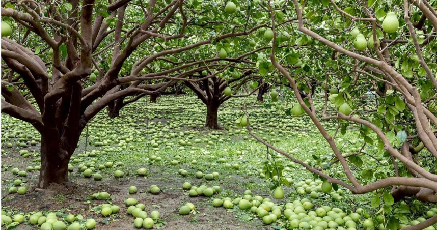 颱風丹娜絲強襲南台灣，台南麻豆文旦遭強風吹落，滿地都是落果，今年產量恐剩不到1成。（圖／擷取自Facebook／黃偉哲）