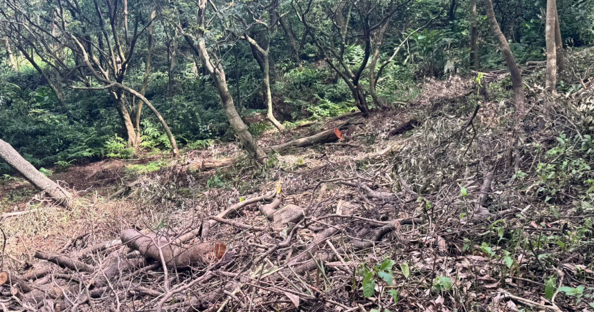 基隆市議員鄭文婷指出,基隆市知名景點紅淡山步道範圍內,有業者自行大範圍地砍伐樹木。(圖/鄭文婷辦公室提供)