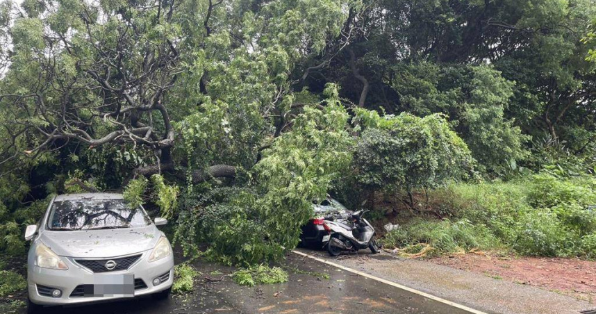40年老樟驚天倒塌桃園路口慘壓8車。（圖／翻攝畫面）