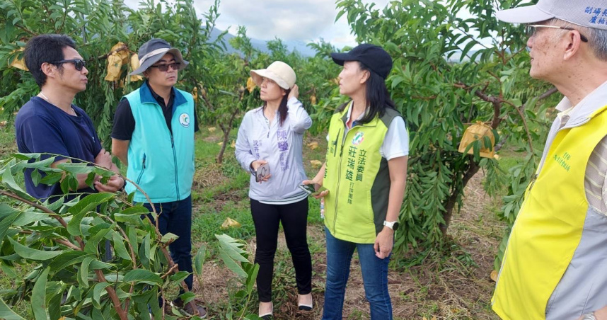 楊柳颱風造成台東鳳梨釋迦及釋迦災情慘重，落果率高達六至七成，大目釋迦中期果幾乎全毀。（圖／陳瑩辦公室提供）