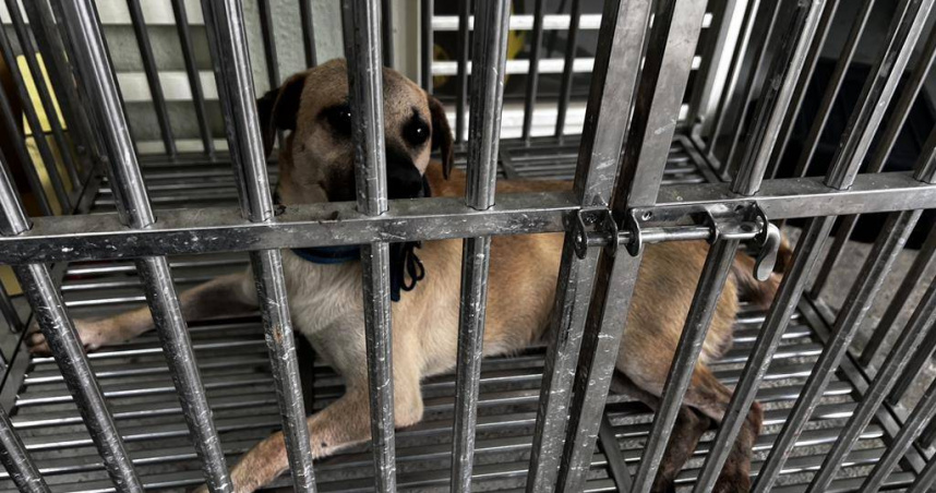 基隆某家犬22日上午咬傷來送信的郵差，被暫置寵物銀行收容。（圖／翻攝畫面）