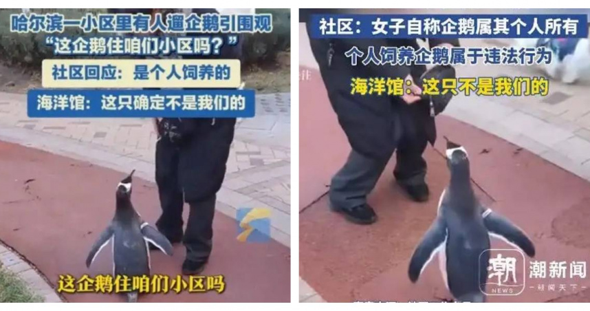 哈爾濱一名女子在社區內牽企鵝散步，引發民眾圍觀與關注，畫面曝光後迅速登上網路熱搜。（圖／翻攝自嘲新聞）