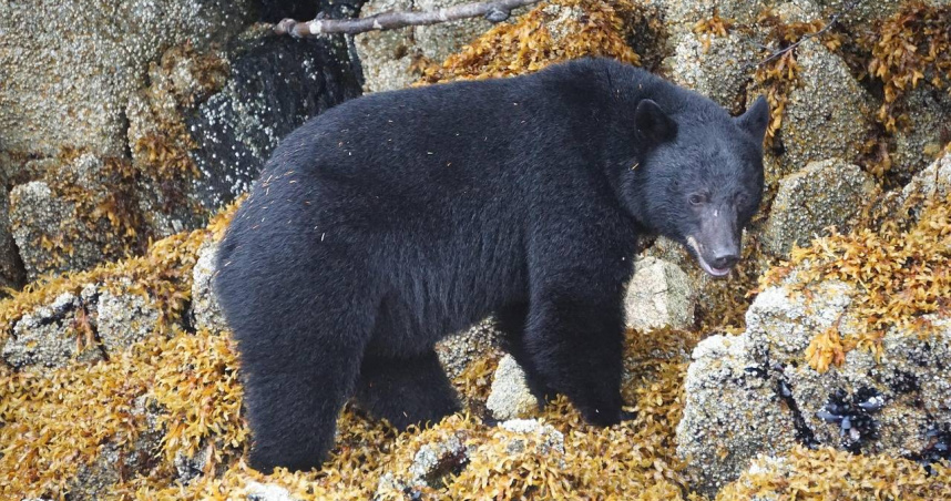 美國賓州發生一起野生黑熊「追殺」11歲男童的事件，所幸男童跑進超商求救，才成功逃過一劫。（示意圖非當事熊／Pixabay）