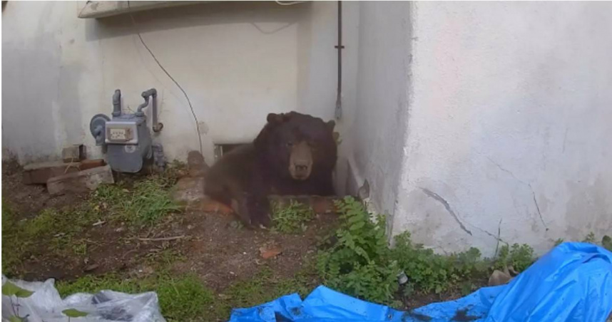 黑熊從位於阿塔迪納的民宅爬行空間探頭張望，當地居民形容牠是「最壞的室友」。（圖／Ken Johnson提供，下同）