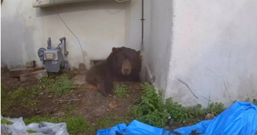 黑熊從位於阿塔迪納的民宅爬行空間探頭張望，當地居民形容牠是「最壞的室友」。（圖／Ken Johnson提供，下同）