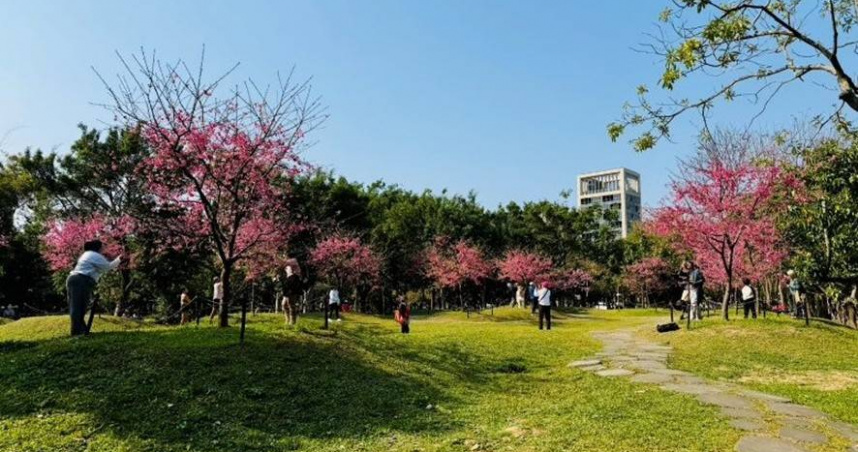 大安森林公園河津櫻盛開，吸引民眾前往賞花。（圖／公園處提供）