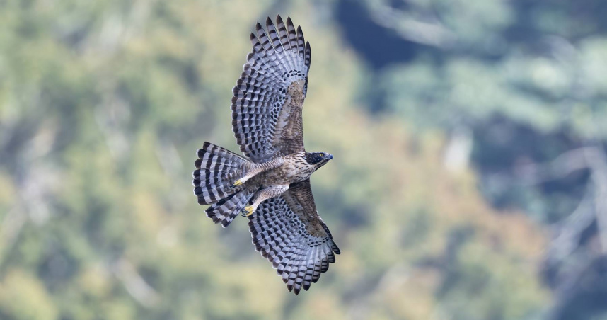 《飛吧！熊鷹》揭台灣最神秘猛禽面紗　吳念真旁白、林強配樂加持