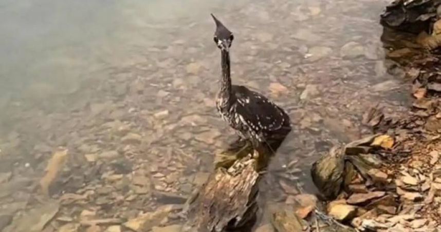 大陸1名戶外運動部落客近日在浙江省千島湖解救了1隻受困水鳥，經專家鑑定後確認為海南鳽。（圖／翻攝自微博）