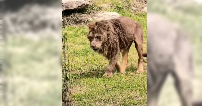 中國山東菏澤動植物園一隻13歲非洲獅體型纖細，引起網友關心。（圖／翻攝微博）