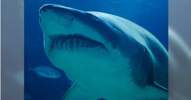 大白鯊飛躍海面4.6公尺獵食 空中翻轉緊咬獵物場面震撼眾人
