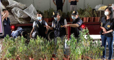 史上最多!6億大麻園藏南投 農家子弟用焙茶法製毒品