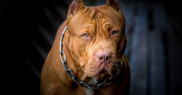 狐狸犬遭彼特犬攻擊受傷 犬主護寵被咬斷手指提告勝