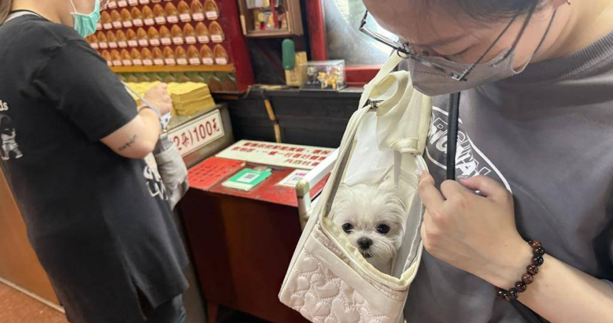 陳小姐8月1日要帶「波妞」作結紮手術，行前特地帶波妞到復興宮向虎爺祈福。（圖／報系資料照）