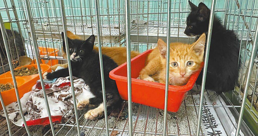 宜蘭縣政府宣布即日起調漲棄養規費，飼主將寵物交由流浪動物中途之家收容，每隻動物由原本2000元提高至4000元。（圖／宜蘭縣動植物防疫所提供／中國時報吳佩蓉宜蘭傳真）