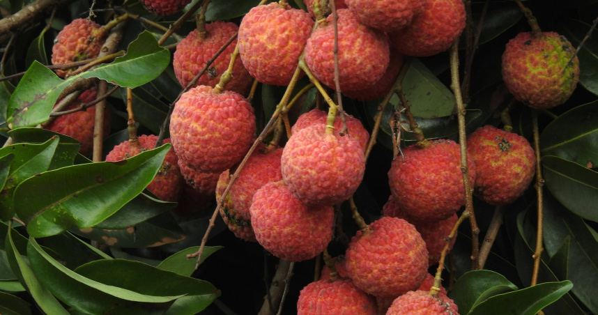 網傳驗孕棒插荔枝「驚現2條線」。（示意圖／unsplash）