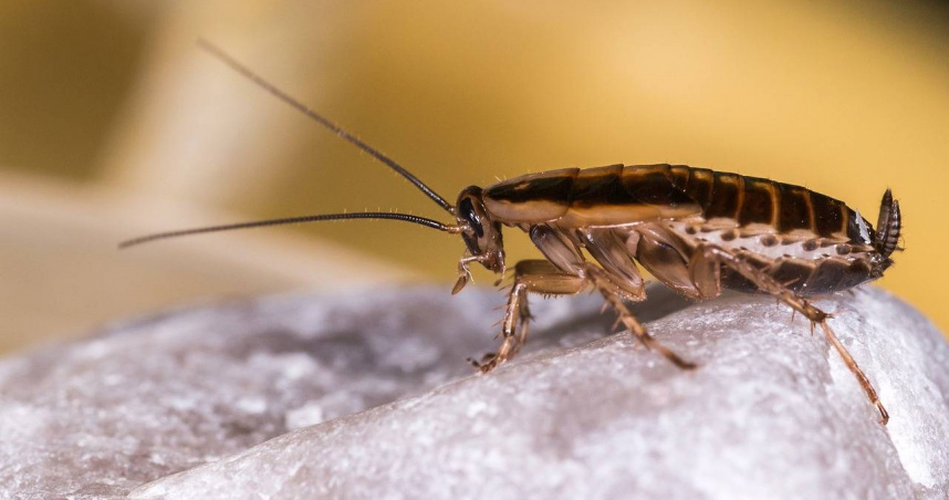 家事達人分享「三不政策」，從根本切斷蟑螂生存條件。（示意圖／Pixabay）