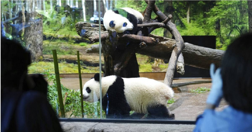 日本境內最後2隻大熊貓「曉曉」與「蕾蕾」。（圖／達志／美聯社）