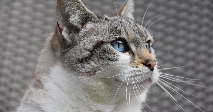 女醫師因飼養寵物貓與家人發生爭執身亡，引發關注。（示意圖／Pixabay）