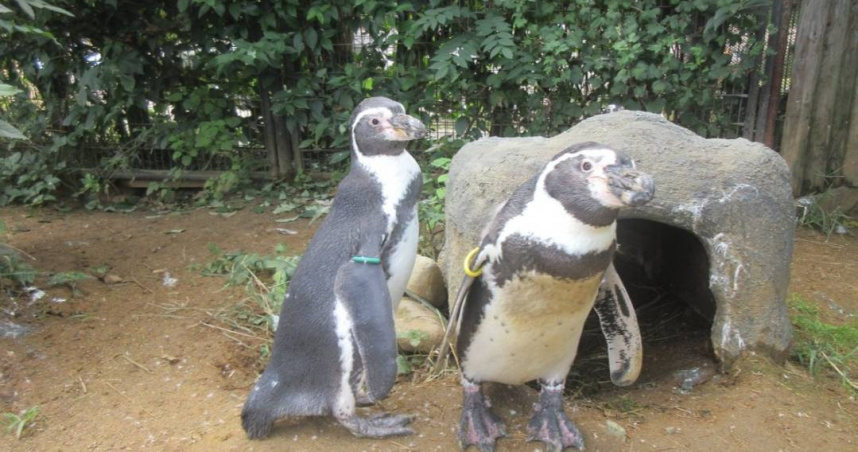 日本宮城縣仙台市八木山動物公園在今年7月有4隻洪堡企鵝接連猝死，園方昨（7）日公告，死因為蚊子傳播的「鳥類瘧疾」。（圖／翻攝自X／八木山動物公園フジサキの杜【公式】）