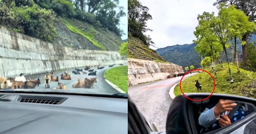 大陸一名車主自駕山區途中遇羊群塞路，臨機應變派出愛犬邊境牧羊犬「妞妞」下車驅趕，妞妞天生本能瞬間覺醒，不到10秒便清空山路，神級表現影片在網路上爆紅。（圖／翻攝畫面）