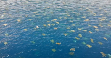 滿滿綠蠵龜!6萬4000隻登島產卵 空拍大堡礁壯觀畫面曝光