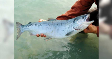 挪威鮭魚養殖場環境骯髒 魚群染病變異驚見大量「畸形魚」