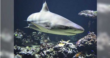 16歲少年海邊戲水遭「1.5公尺」鯊魚攻擊 脫險後身上竟有40處血痕