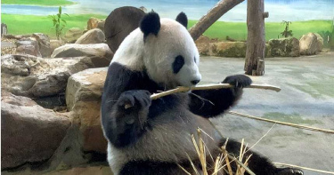 「圓仔」當姐姐了! 大貓熊「圓圓」努力5小時生「幼仔」