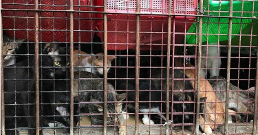 詐領動物醫療補助1/浮報流浪貓醫藥費吸金 知名愛媽「盛珊珊」年詐近百萬