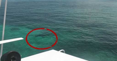 21歲女大生浮潛遭鯊魚圍攻!父母目睹「五馬分屍」慘死崩潰