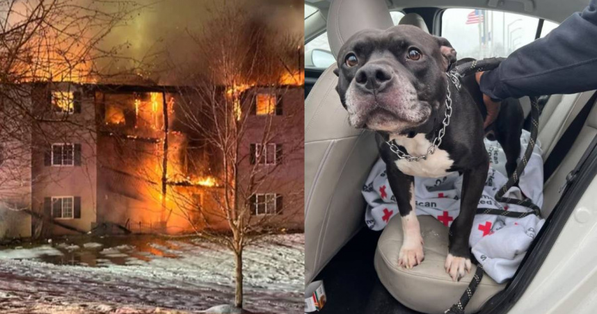 美國一隻寵物混血比特犬察覺異狀狂吠，拯救整棟公寓住戶逃離大火。（圖／翻攝自GoFundMe、syracuse.com）