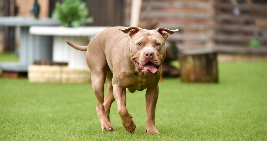 印尼近幾年發生至少6起以上比特犬傷人事件。圖僅示意，非傷人的犬隻。（示意圖／翻攝自photoAC）