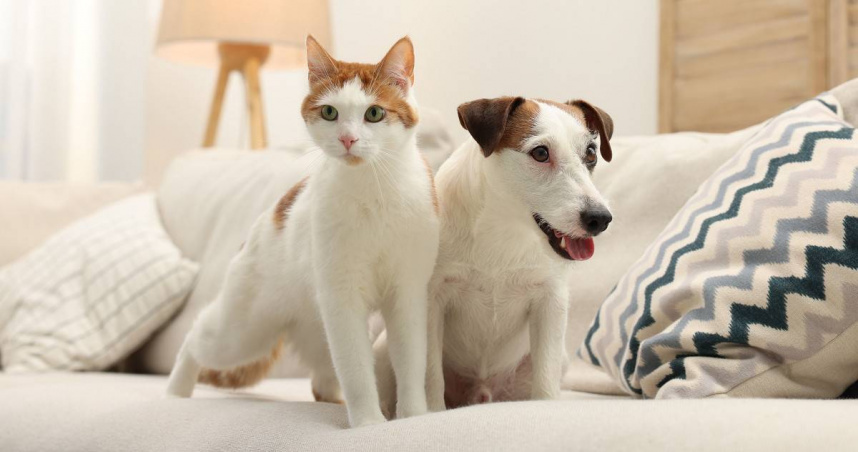 寵物商機發燒，獸醫助理缺口超過八千人（圖／仁德醫專提供）。