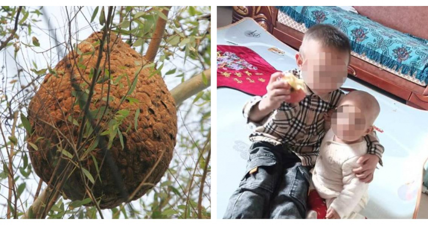 雲南牟定縣山林間傳出蜂群攻擊意外，兩名年幼兄妹不幸身亡。（圖／紅星新聞，下同）