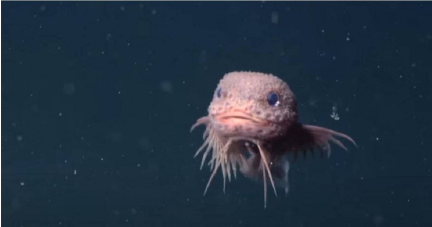 新物種「bumpy snailfish」。（圖／翻攝自YouTube／MBARI (Monterey Bay Aquarium Research Institute)）
