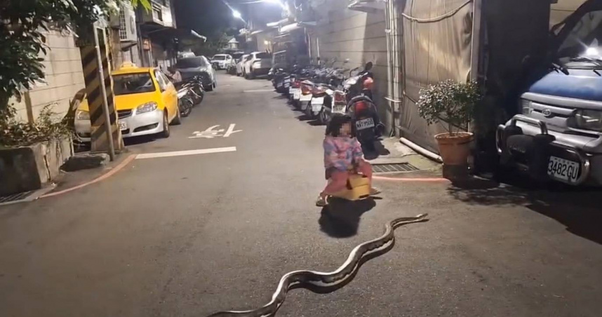 蘆洲街頭驚見球蟒「散步」，還有女童剛好經過，動保處則警告飼主若在公共場所未妥善管控動物行動，最重將罰1萬5000元。（圖／翻攝畫面）