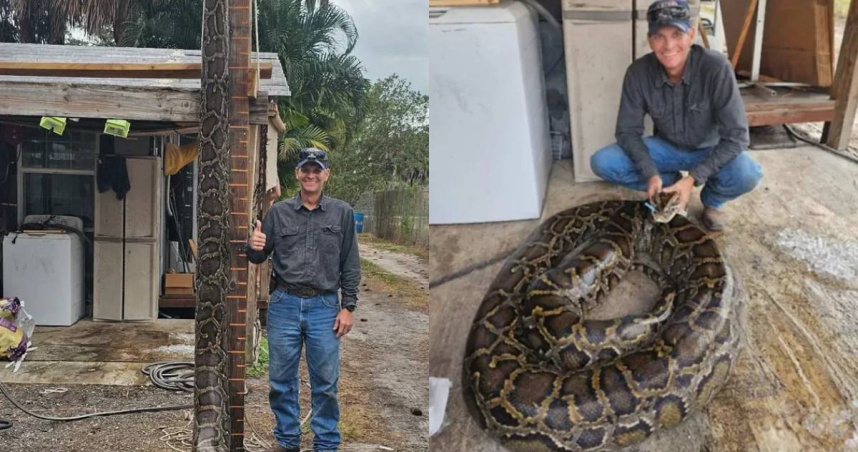 佛州一戶家庭在保護區獵捕外來種時，合力制伏一條重達91公斤的緬甸蟒。（圖／翻攝自X／@maxxhazard）