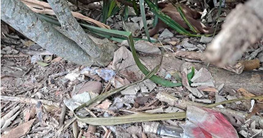 11隻貓狗慘遭毒手 新竹新豐鄉傳大規模浪浪被毒殺